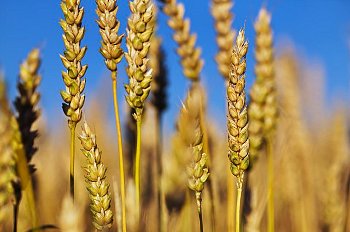wheat