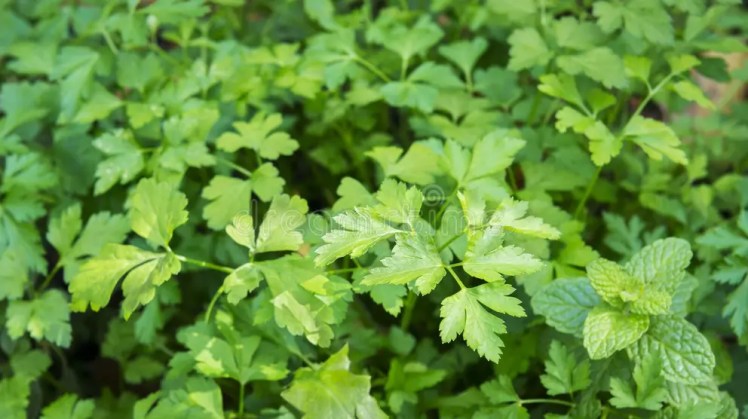Fresh Cilantro Leaves